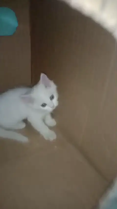 Double Coat Persian Kittens home tamed reasonable prices — photo 3