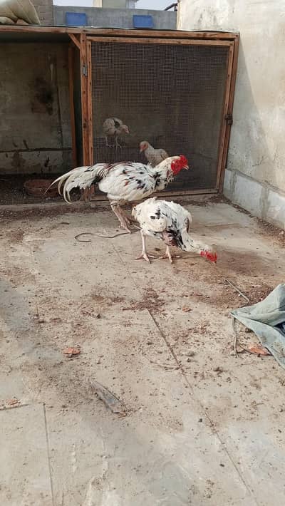 aseel breeder pair with two chicks