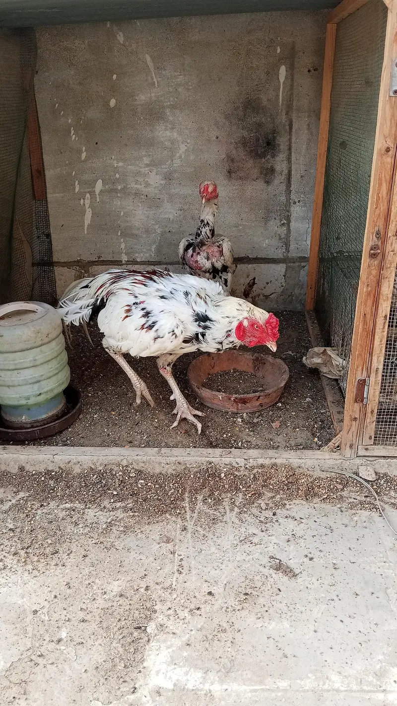 aseel breeder pair with two chicks — photo 2