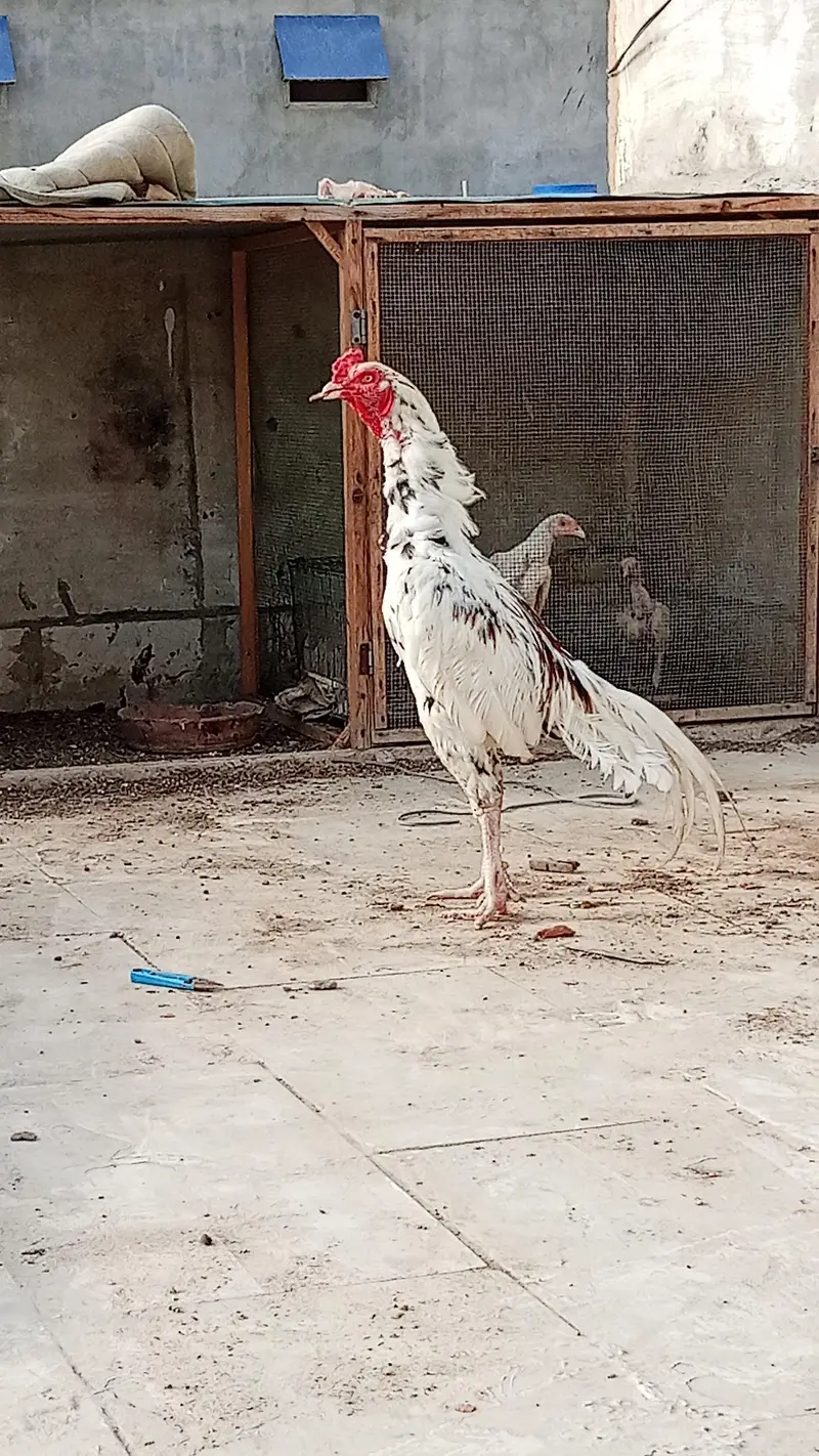 aseel breeder pair with two chicks — photo 3