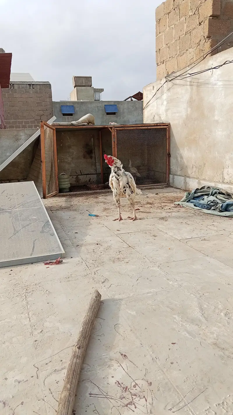 aseel breeder pair with two chicks — photo 4