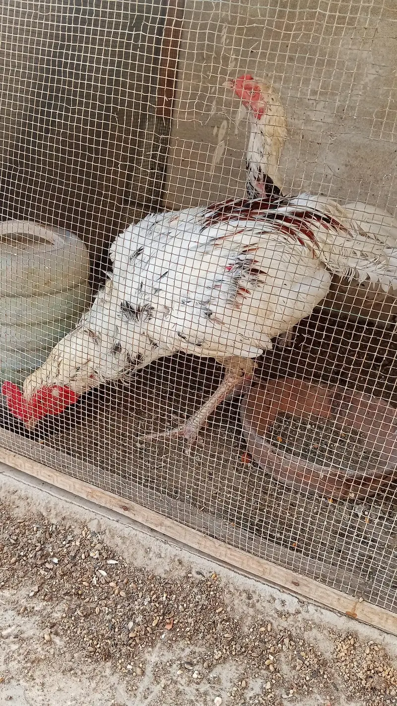 aseel breeder pair with two chicks — photo 5