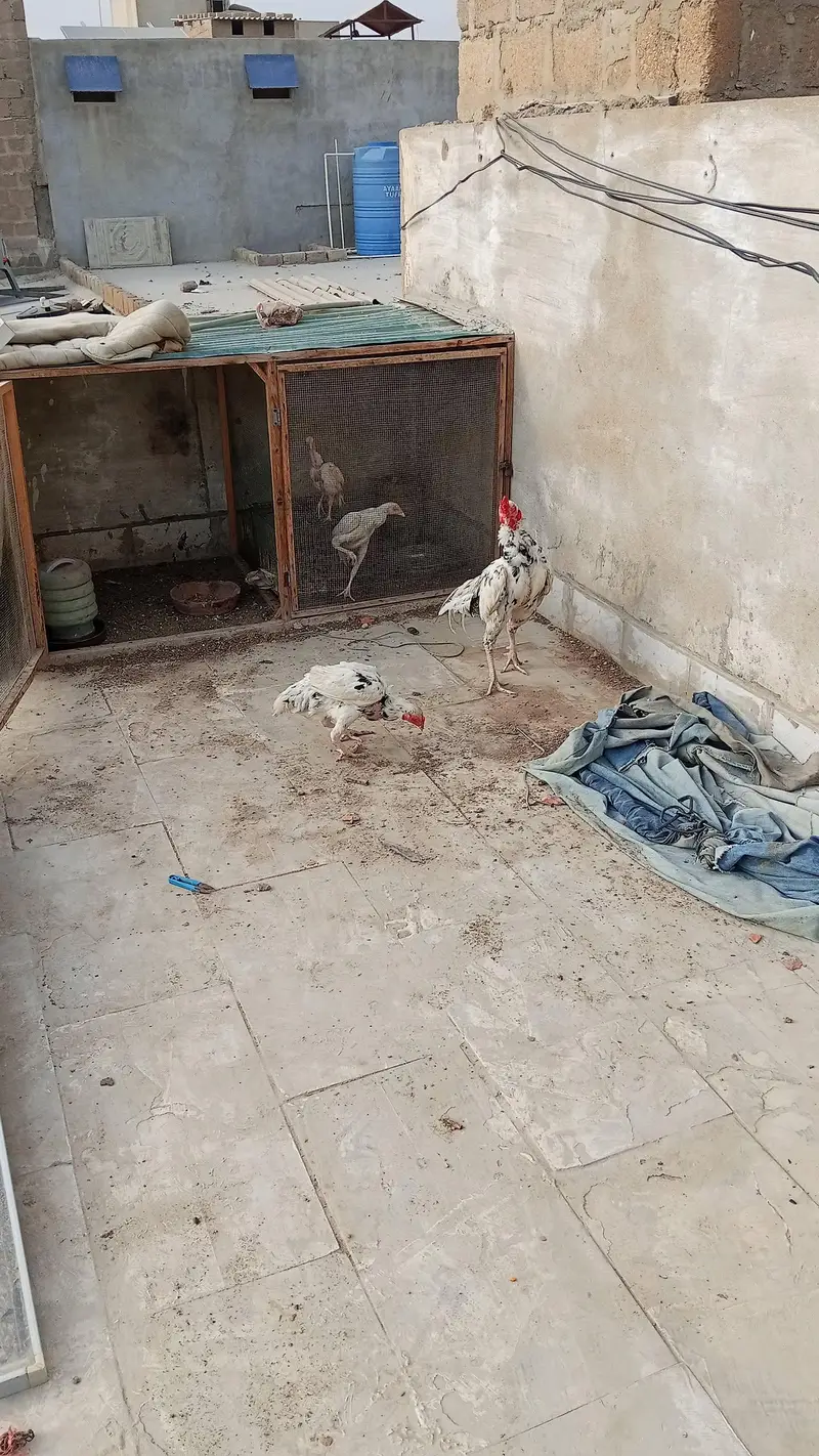 aseel breeder pair with two chicks — photo 6