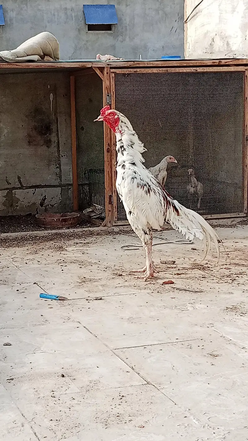aseel breeder pair with two chicks — photo 7