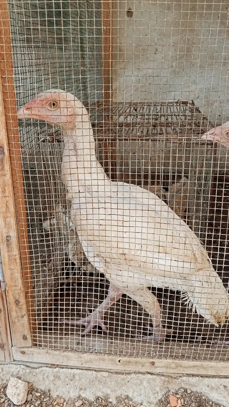 aseel breeder pair with two chicks — photo 8
