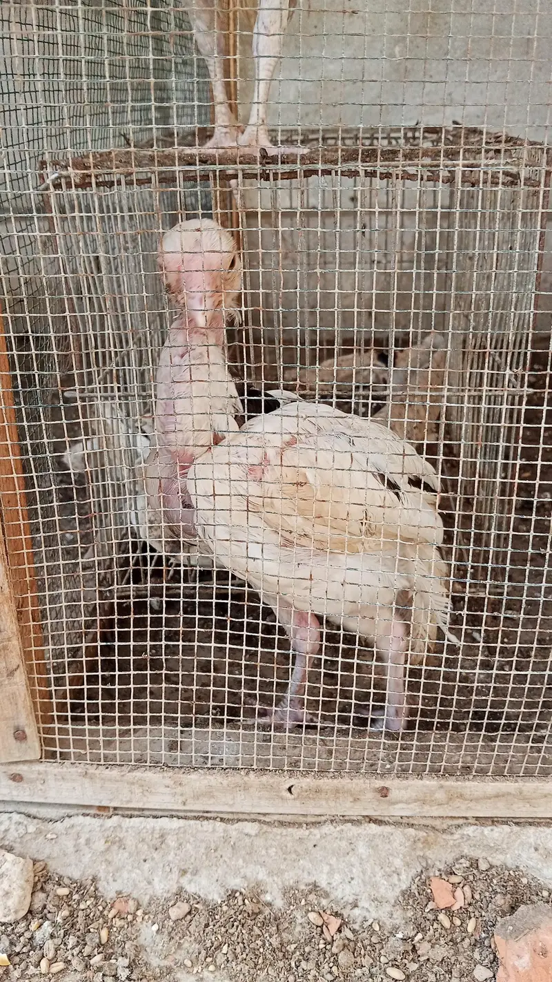 aseel breeder pair with two chicks — photo 9