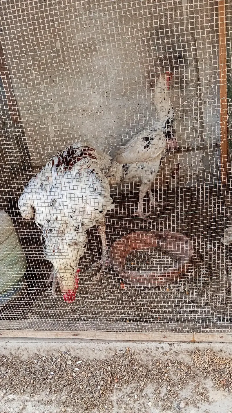 aseel breeder pair with two chicks — photo 10