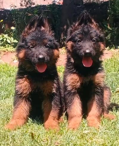 top quality long cout gsd pair for sale
