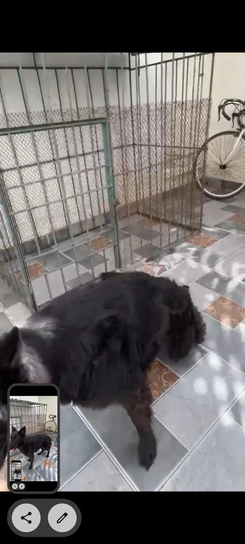 Family Dog — photo 4