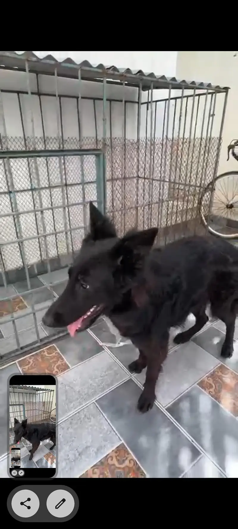Family Dog — photo 6