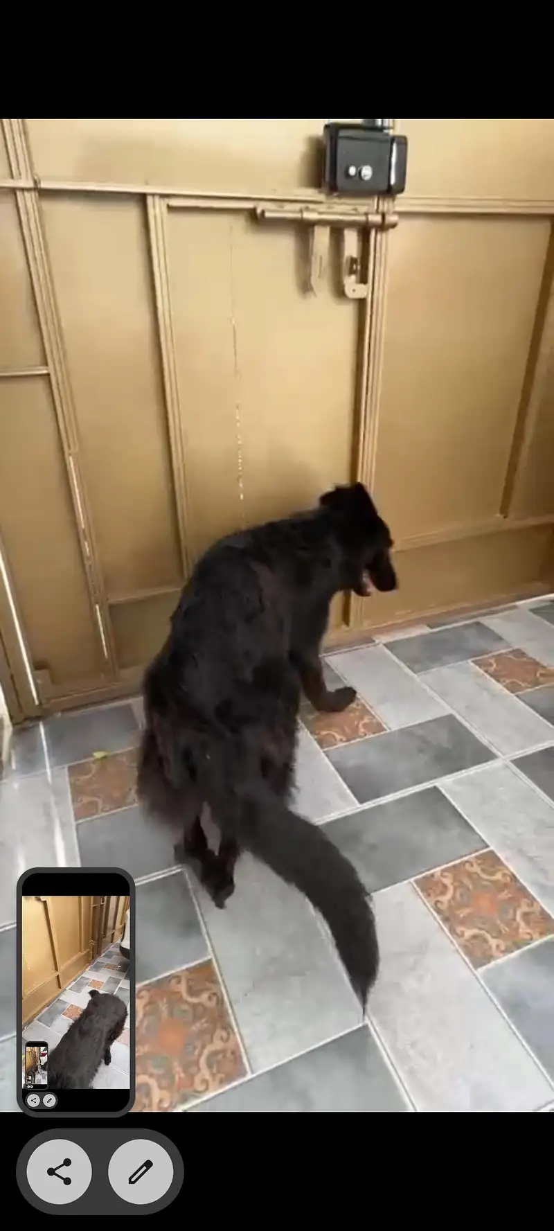 Family Dog — photo 10