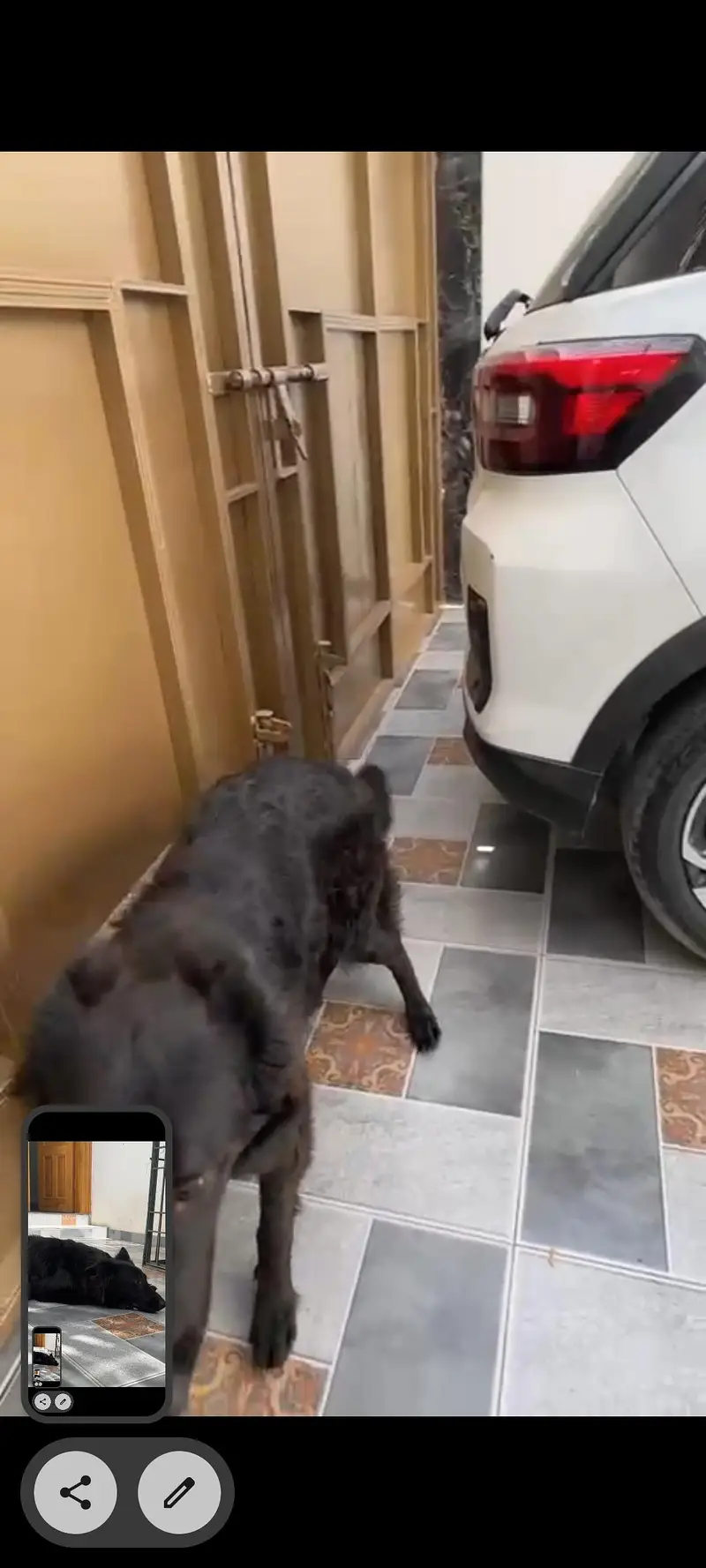 Family Dog — photo 12