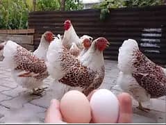 Silver Wyandotte &Splash Wyandotte Chickes & Eggs Available