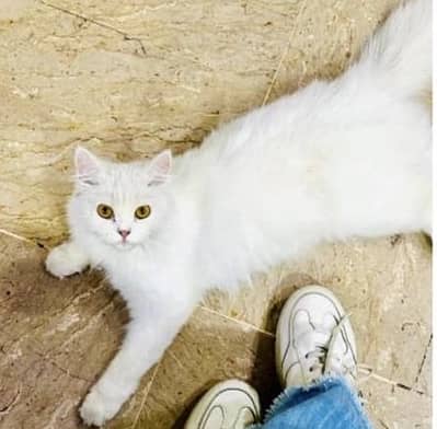 Female cat for sale- 3 years Old