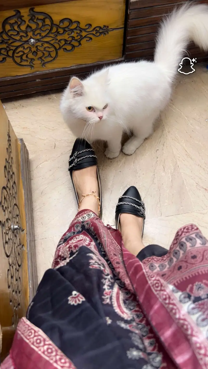Female cat for sale- 3 years Old — photo 2