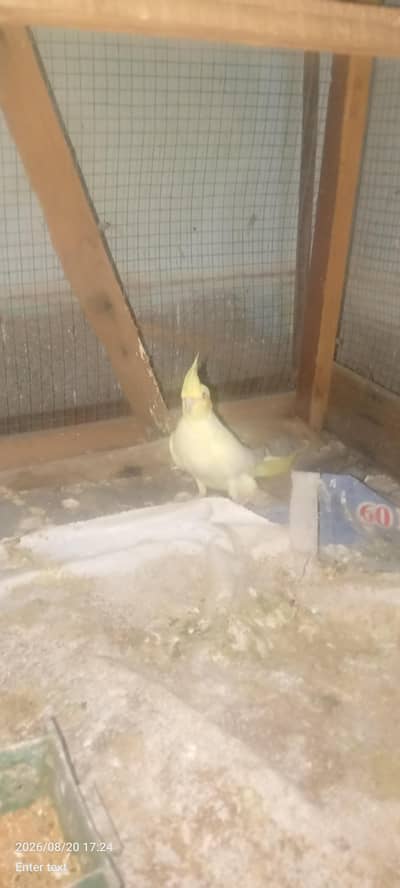 love bird