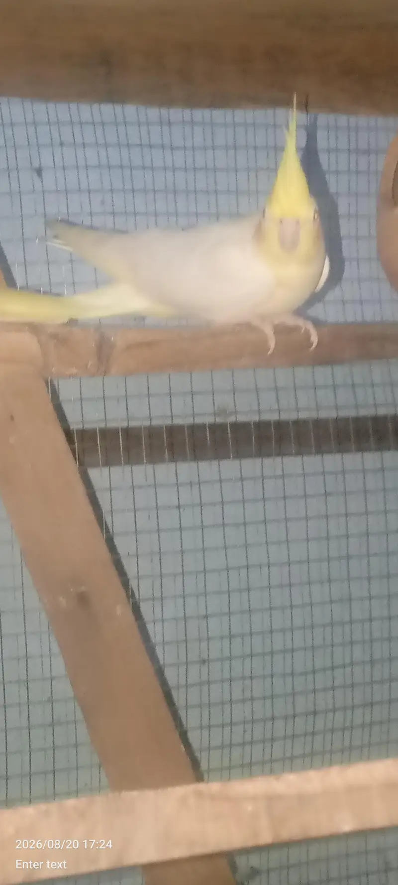 love bird — photo 2