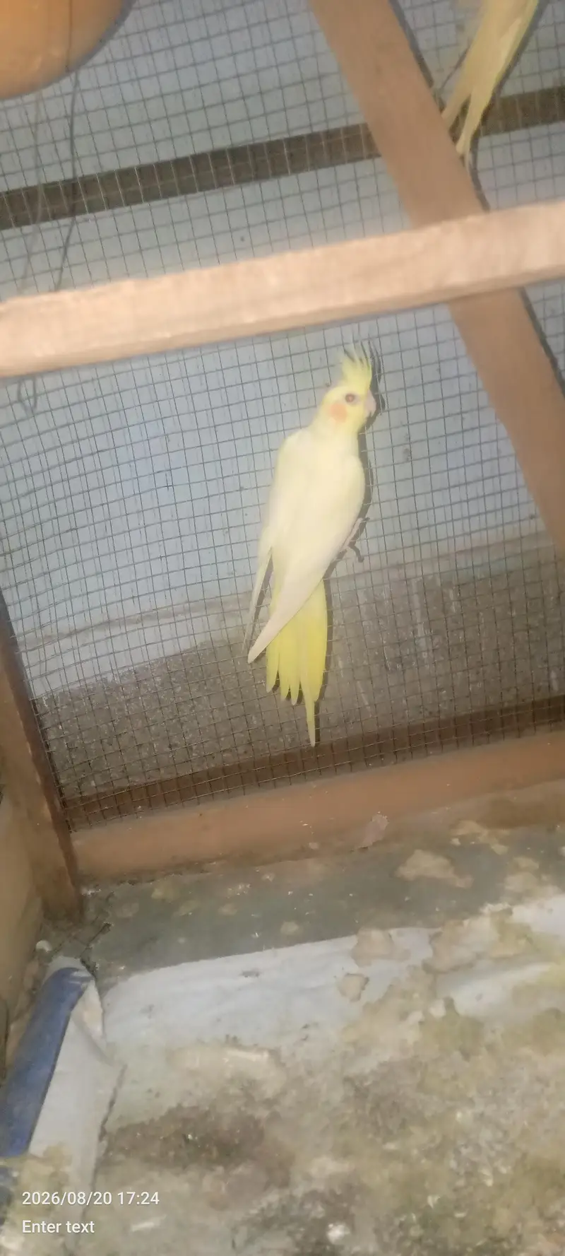 love bird — photo 3
