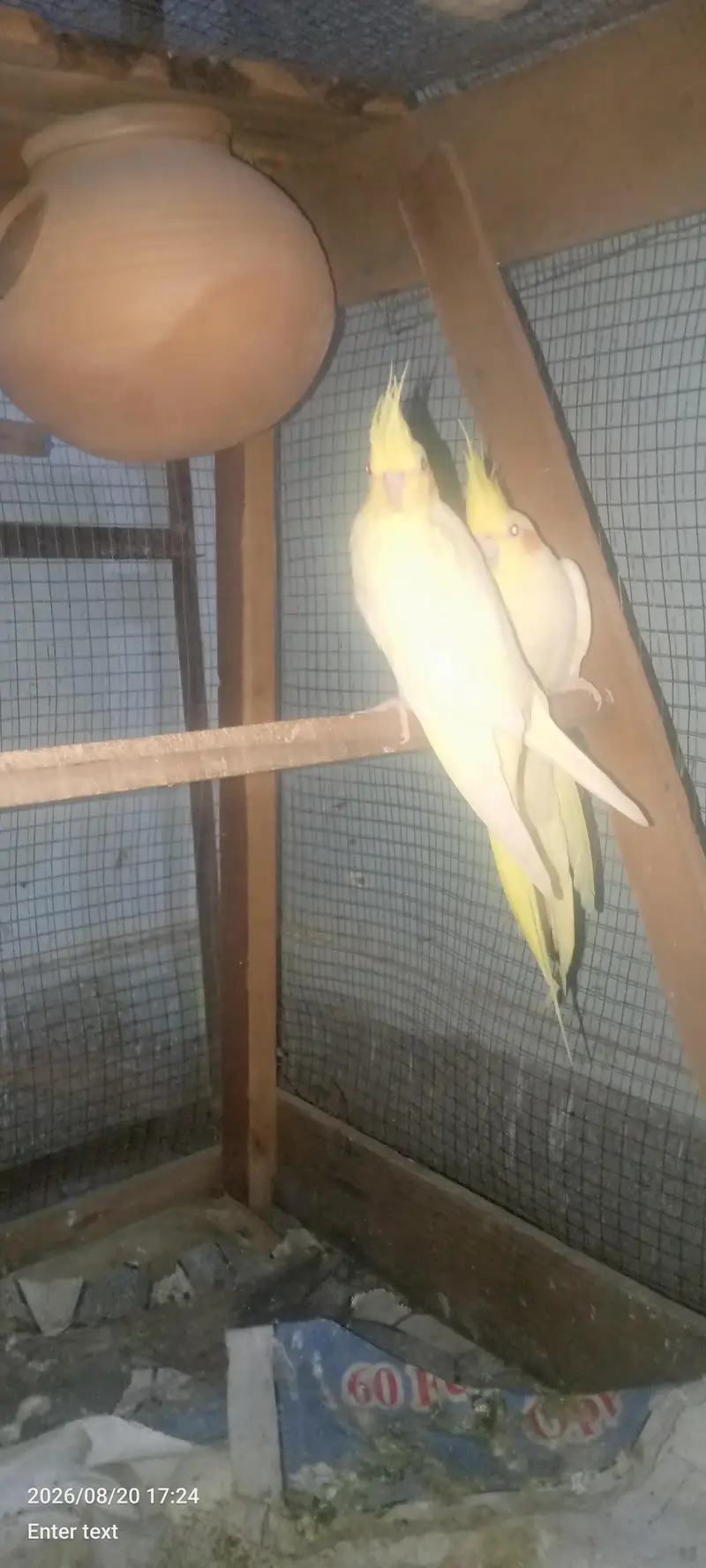 love bird — photo 4