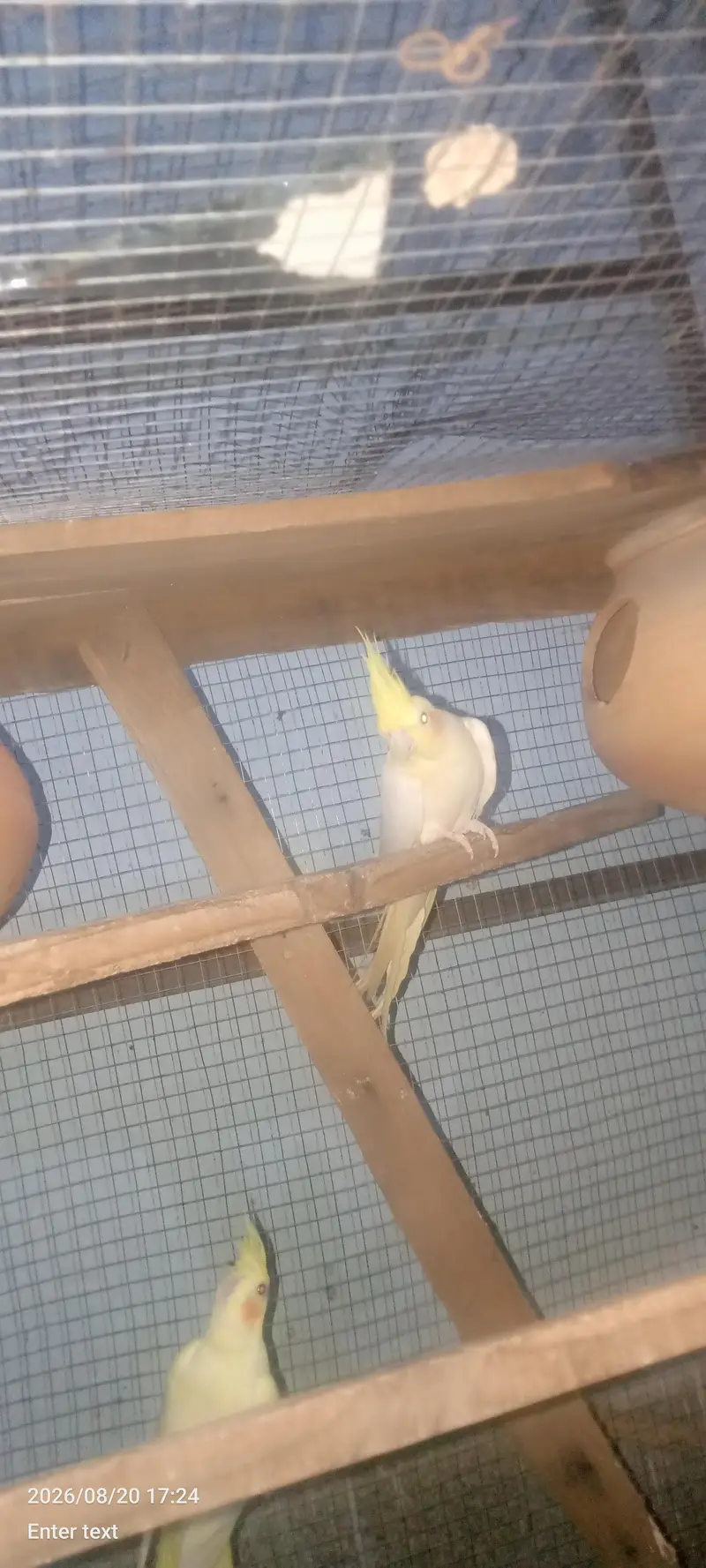 love bird — photo 5