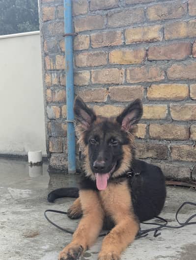Pure German shepherd pup