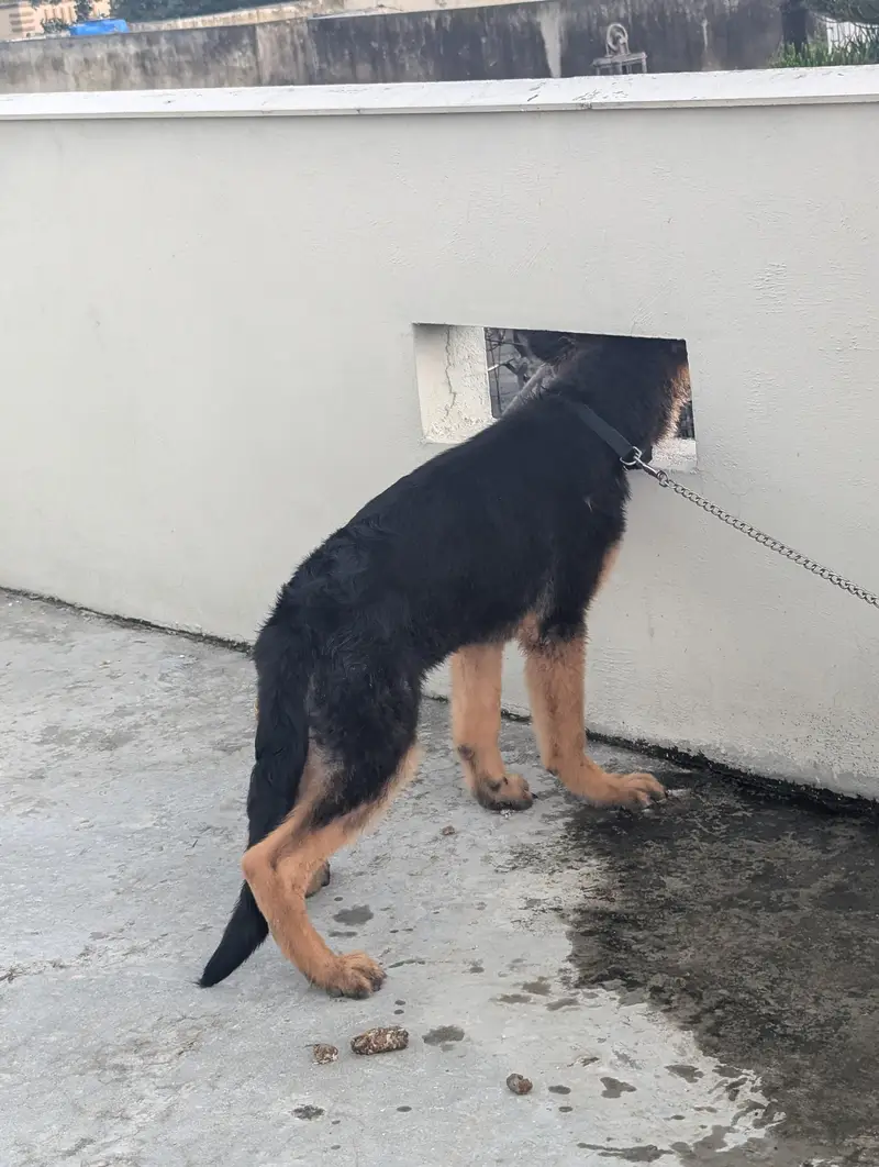 Pure German shepherd pup — photo 2