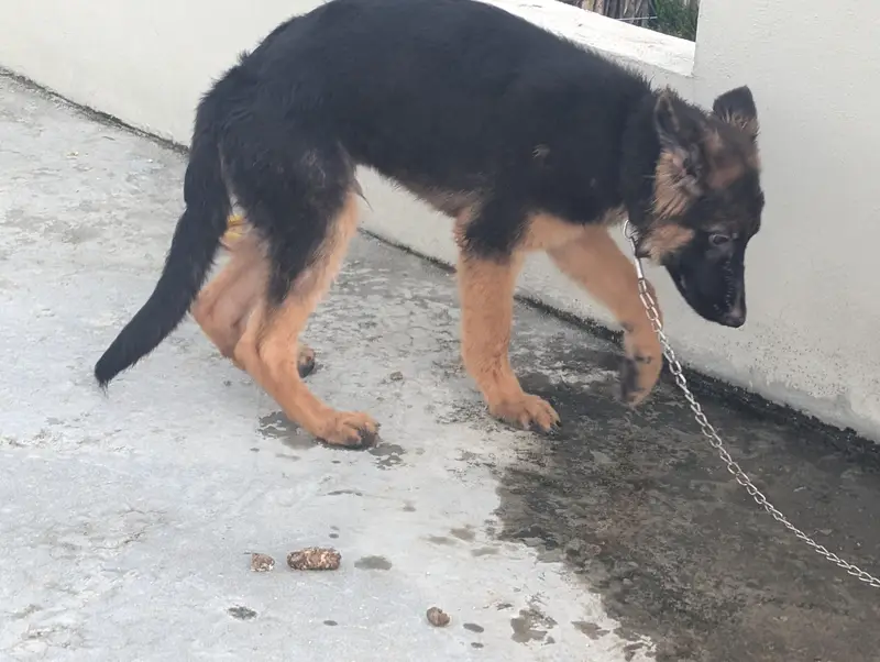 Pure German shepherd pup — photo 3