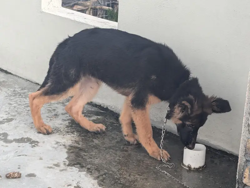 Pure German shepherd pup — photo 4