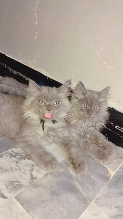 gray 2 kitten's baby only 20k