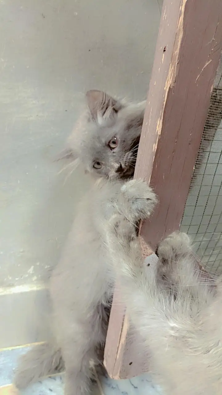 gray 2 kitten's baby only 20k — photo 5