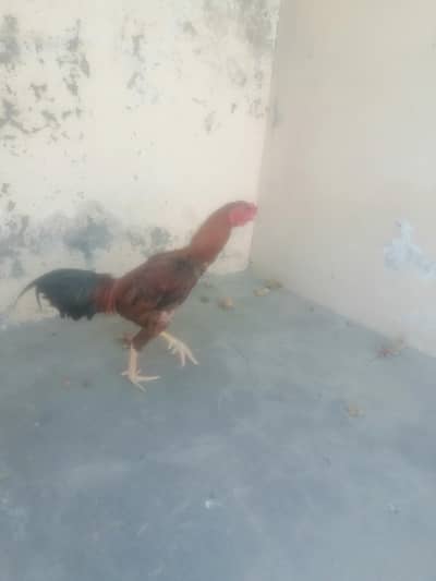 aseel murga for sale Sindhi 03414888794 whatsapp