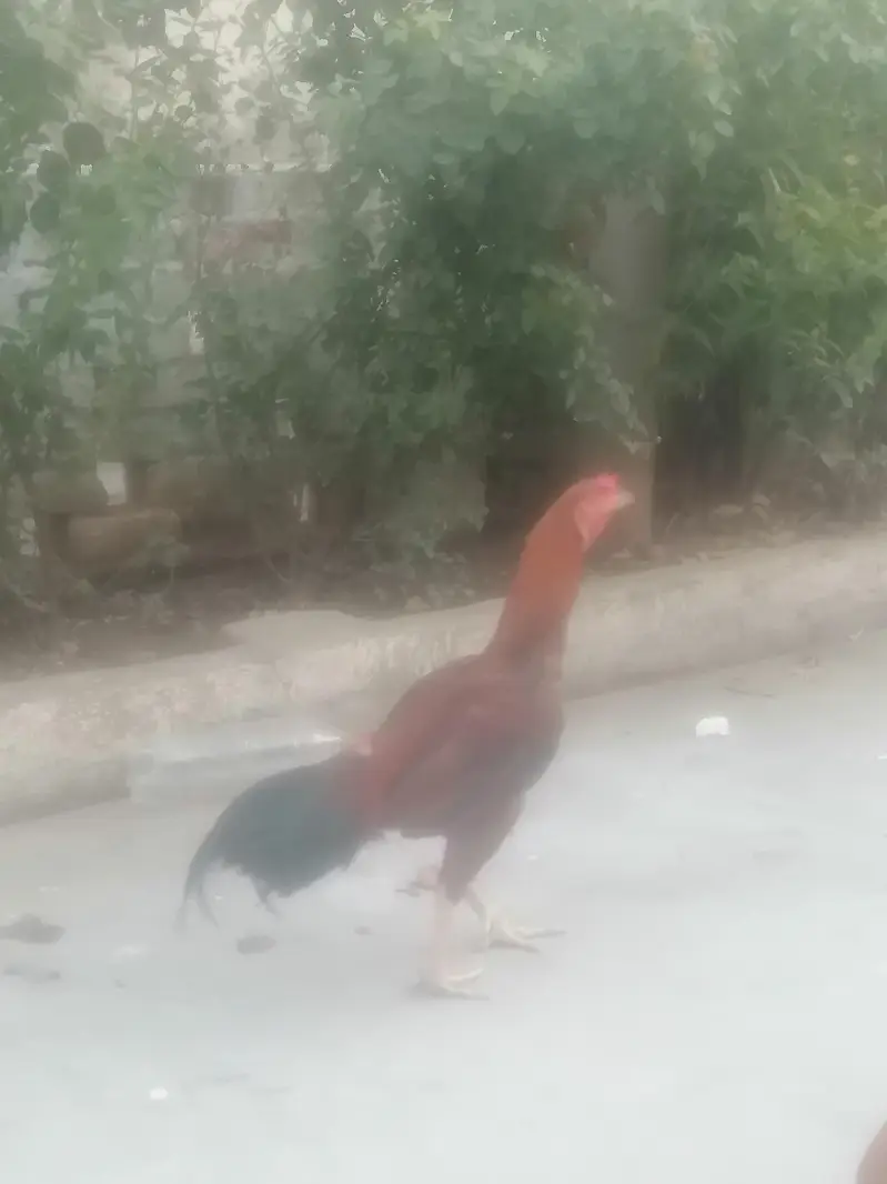 aseel murga for sale Sindhi 03414888794 whatsapp — photo 2