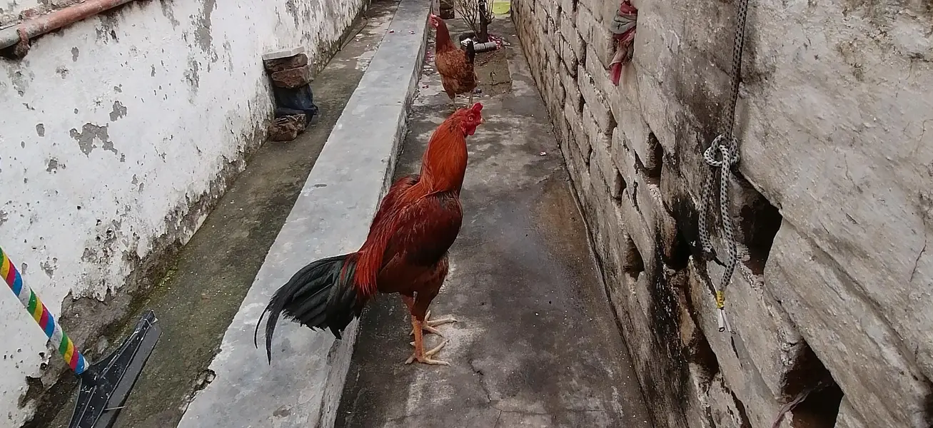 aseel murga for sale Sindhi 03414888794 whatsapp — photo 3