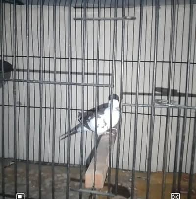 Pied Doves