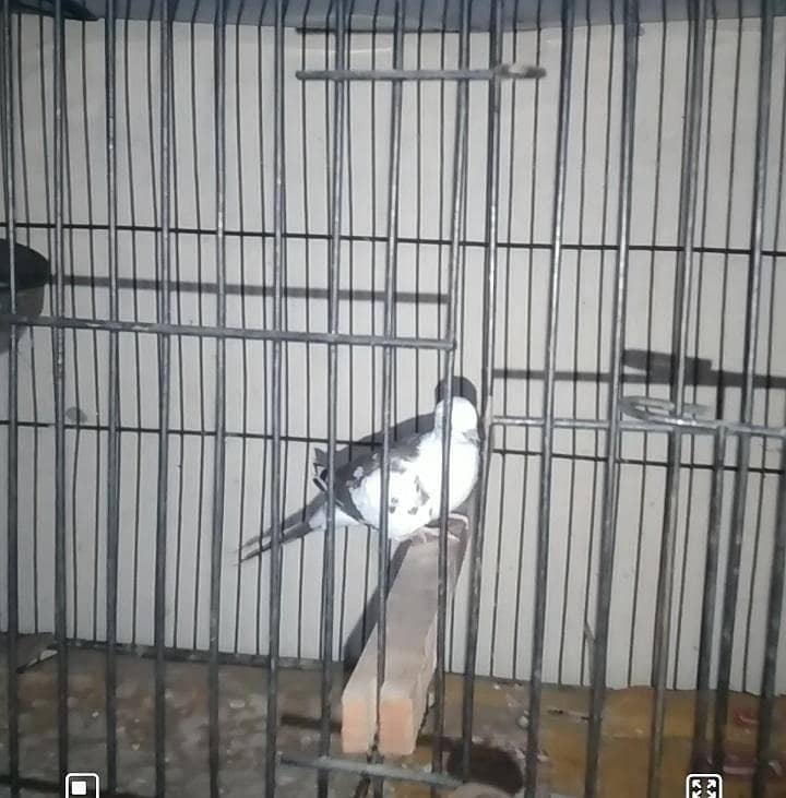 Pied Doves 0