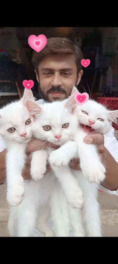 Persian blue eyes kitten train available