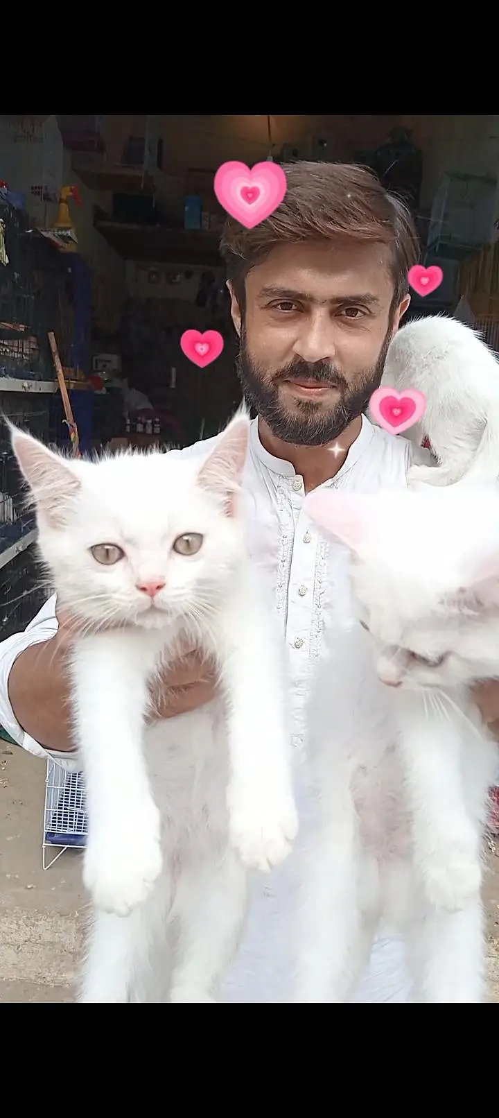 Persian blue eyes kitten train available — photo 2