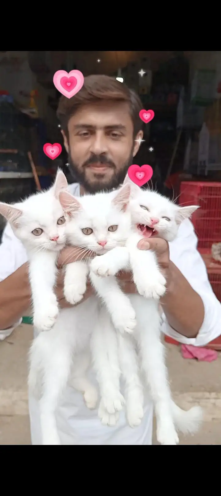 Persian blue eyes kitten train available — photo 4