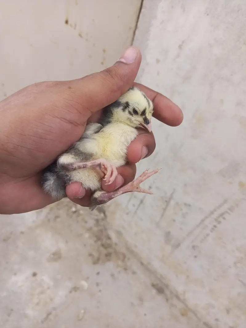 6 Chiks — photo 4