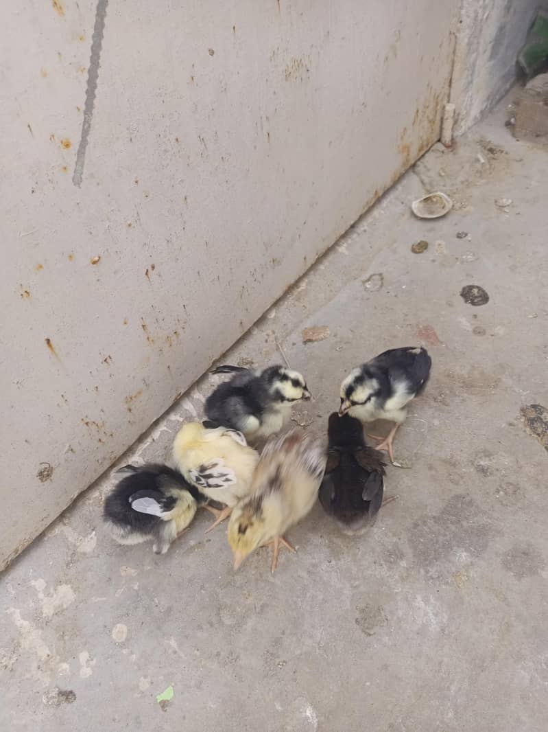 6 Chiks 0