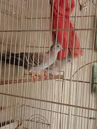 crested Dove pathy