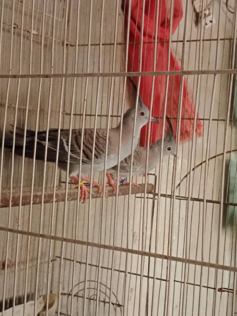 crested Dove pathy 0