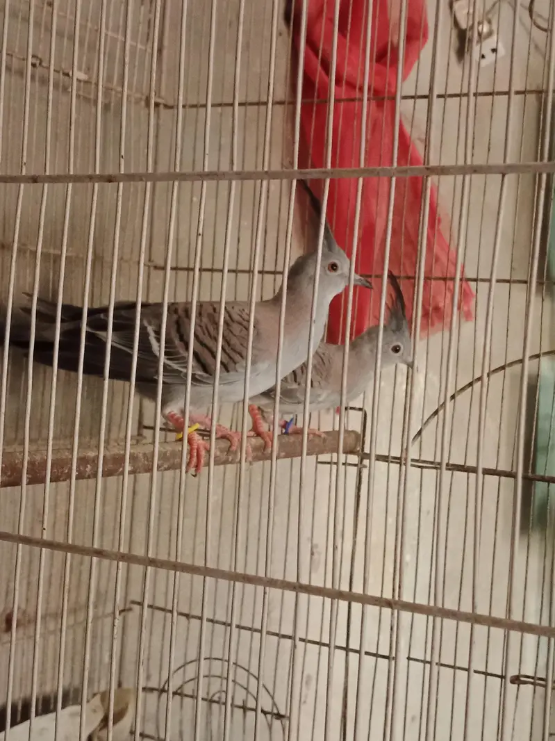 crested Dove pathy