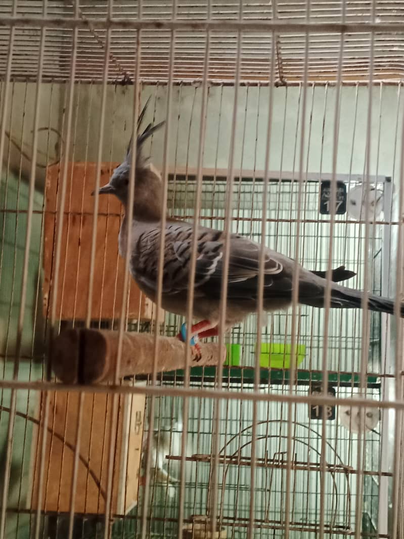crested Dove pathy 1