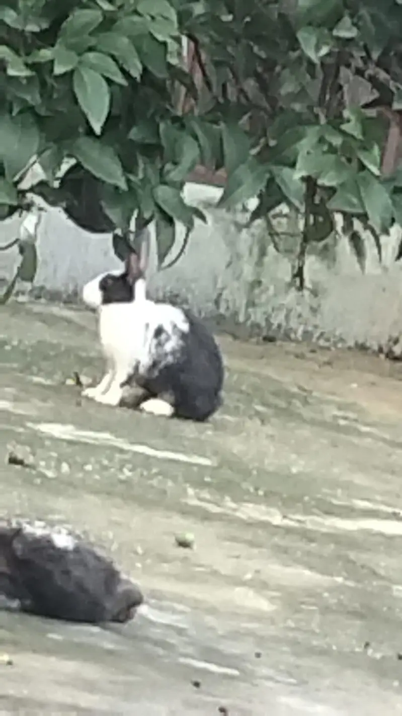 Bunnies for sale