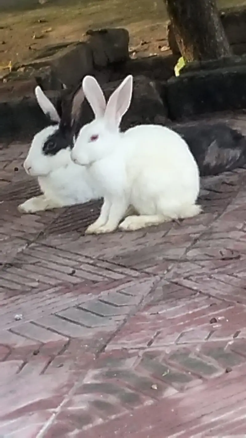 Bunnies for sale — photo 2