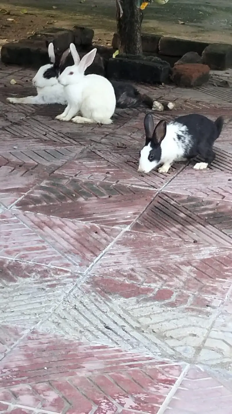 Bunnies for sale — photo 3