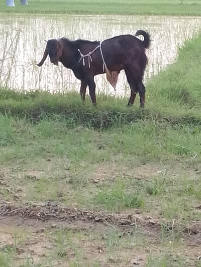 Gujrati beetal Bakra for sale