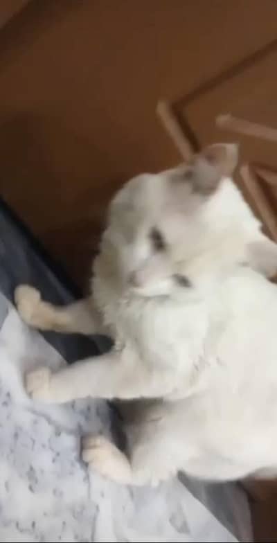 odd eye cat
