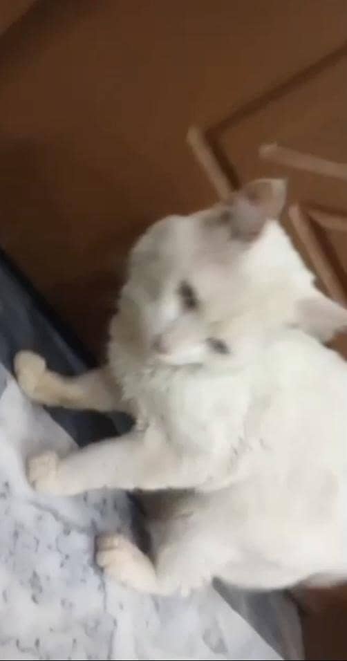 odd eye cat 2